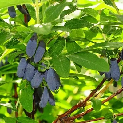 Жимолость съедобная ЛЕБЁДУШКА  Жимолость съедобная ЛЕБЁДУШКА в Петрозаводске