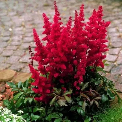 Астильба ГЛАТ Арендса — описание сорта Астильба ГЛАТ Арендса в Петрозаводске