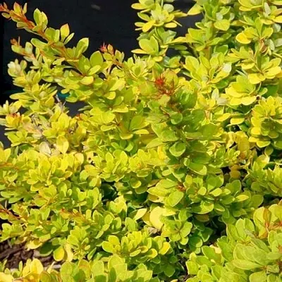 Барбарис СЕНСЕЙШЕН тунберга  Барбарис СЕНСЕЙШЕН тунберга в Петрозаводске