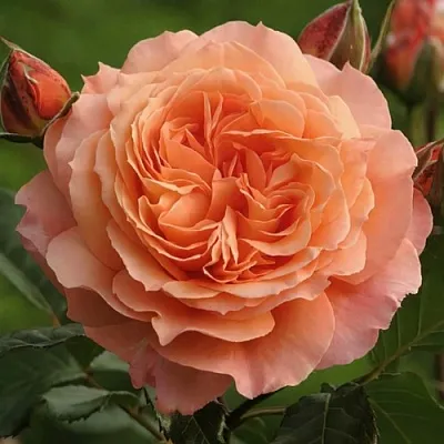 Саженцы роз БЕЛЬВЕДЕР шраб  Саженцы роз БЕЛЬВЕДЕР шраб в Петрозаводске