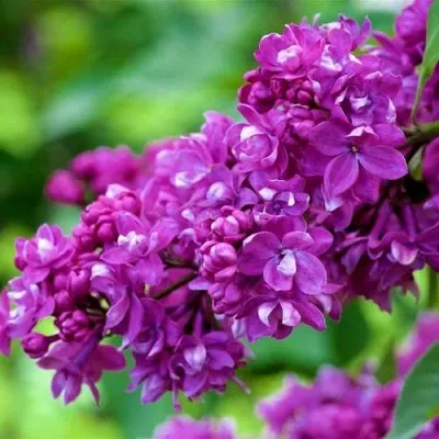 Сирень ОГНИ ДОНБАССА — описание сорта Сирень ОГНИ ДОНБАССА в Петрозаводске