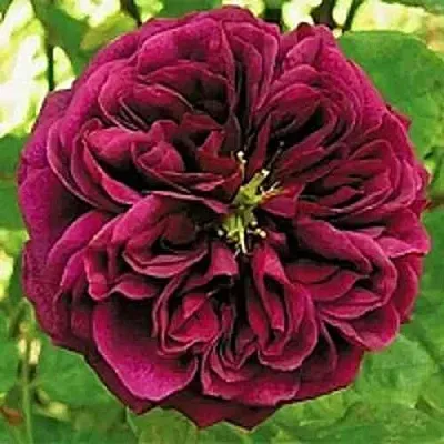 Саженцы роз ЗЕ ПРИНЦ английская  Саженцы роз ЗЕ ПРИНЦ английская в Петрозаводске