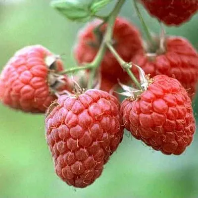 Малина ХЕРИТЕЙДЖ  Малина ХЕРИТЕЙДЖ в Петрозаводске