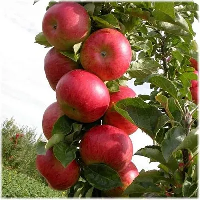 Яблоня ОСТАНКИНО колонновидная  Яблоня ОСТАНКИНО колонновидная в Петрозаводске