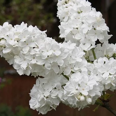 Сирень ФЛОРА  Сирень ФЛОРА в Петрозаводске