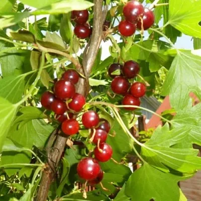 Смородина золотистая ВИШНЕВАЯ  Смородина золотистая ВИШНЕВАЯ в Петрозаводске