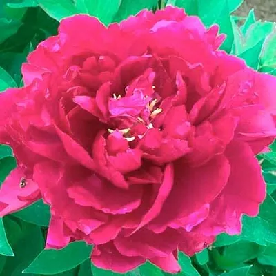 Пион ОСТРОВНОЙ МИНИСТР древовидный  Пион ОСТРОВНОЙ МИНИСТР древовидный в Петрозаводске