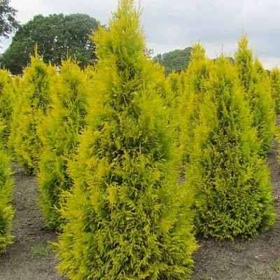 Туя САНКИСТ западная в Петрозаводске