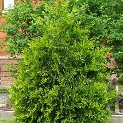 Туя АНЯ (АНИЕ) западная в Петрозаводске