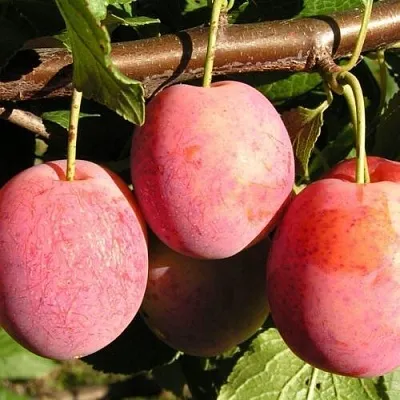 Слива ВИКТОРИЯ в Петрозаводске