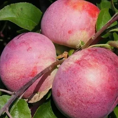 Яблоня БЕЛОРУССКОЕ МАЛИНОВОЕ  Яблоня БЕЛОРУССКОЕ МАЛИНОВОЕ в Петрозаводске