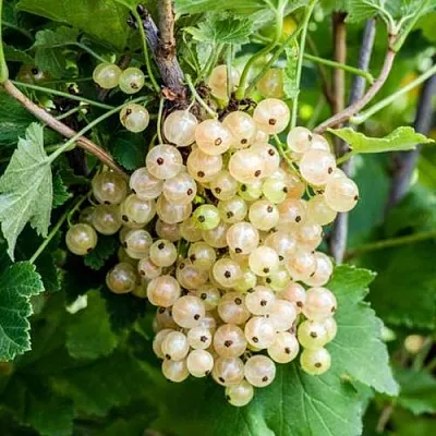 Смородина белая БЕЛАЯ ПОТАПЕНКО  Смородина белая БЕЛАЯ ПОТАПЕНКО в Петрозаводске