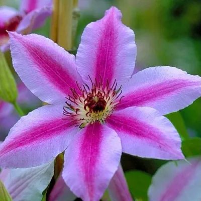 Клематис НЕЛЛИ МОЗЕР  Клематис НЕЛЛИ МОЗЕР в Петрозаводске