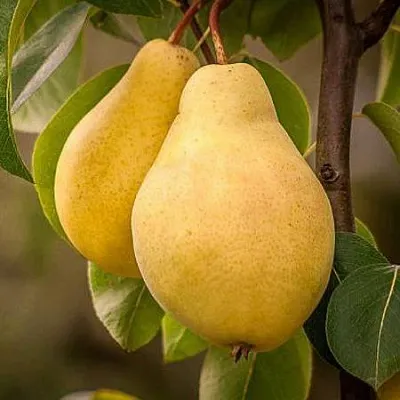 Осенние сорта  Осенние сорта в Петрозаводске