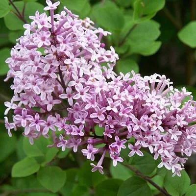 Сирень ПАЛИБИН   Сирень ПАЛИБИН  в Петрозаводске