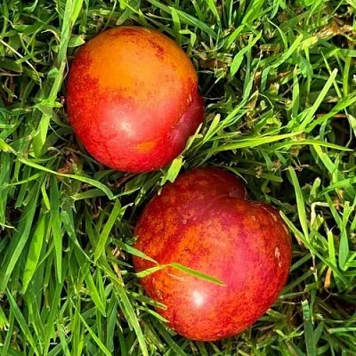 Шарафуга НЕКТАРИННАЯ в Петрозаводске