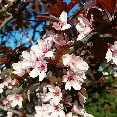 Слива ВУДИ растопыренная в Петрозаводске