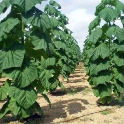 Павлония ПАО ТОГН Z07 в Петрозаводске