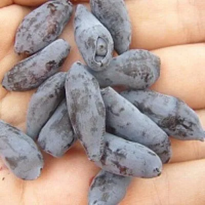 Жимолость съедобная ЧУЛЫМСКАЯ  Жимолость съедобная ЧУЛЫМСКАЯ в Петрозаводске