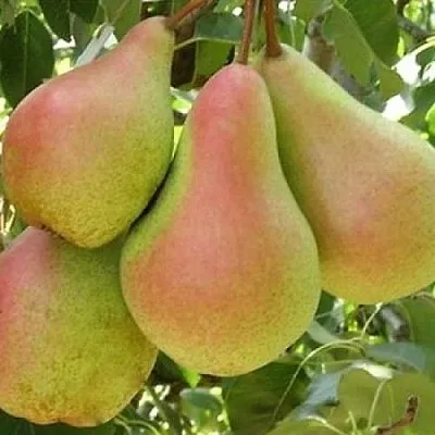 Груша ЛЕСНАЯ КРАСАВИЦА  Груша ЛЕСНАЯ КРАСАВИЦА в Петрозаводске