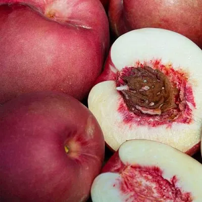 НЕКТАПЛЮМ  НЕКТАПЛЮМ в Петрозаводске