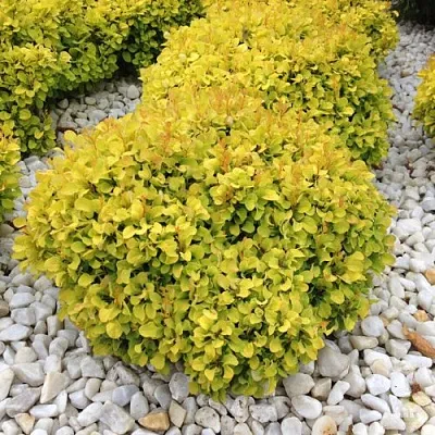 Барбарис БОНАНЗА ГОЛД тунберга  Барбарис БОНАНЗА ГОЛД тунберга в Петрозаводске