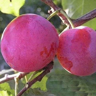 Слива ДЕЛИКАТНАЯ в Петрозаводске