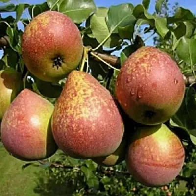 Груша МРАМОРНАЯ  Груша МРАМОРНАЯ в Петрозаводске