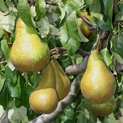 Груша САПФИРА колонновидная  Груша САПФИРА колонновидная в Петрозаводске