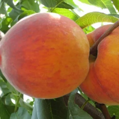 Персик СОЧНЫЙ в Петрозаводске