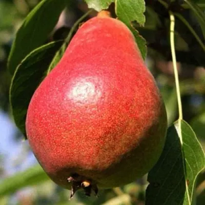 Груша НАРЯДНАЯ ЕФИМОВА  Груша НАРЯДНАЯ ЕФИМОВА в Петрозаводске