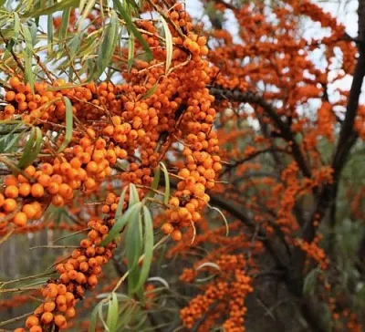 Облепиха СЕРАФИМА в Петрозаводске