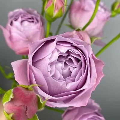 Саженцы роз ЛАВЕНДЕР БАБЛС спрей  Саженцы роз ЛАВЕНДЕР БАБЛС спрей в Петрозаводске