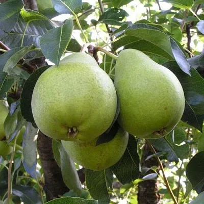 Груша МАСЛЯНИСТАЯ ЛЕТНЯЯ  Груша МАСЛЯНИСТАЯ ЛЕТНЯЯ в Петрозаводске