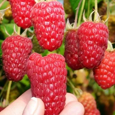 Малина МОСКОВСКИЙ ВЕЛИКАН в Петрозаводске