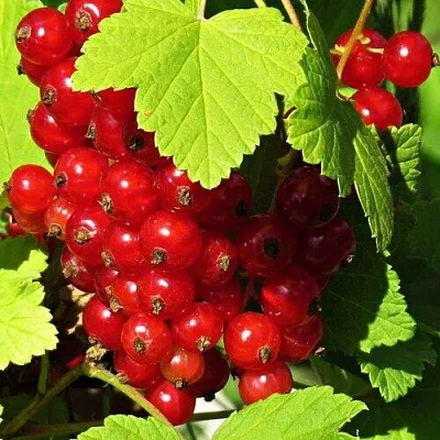 Смородина красная ГАЗЕЛЬ  Смородина красная ГАЗЕЛЬ в Петрозаводске