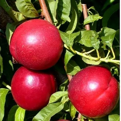 Нектарин ХАРКО  Нектарин ХАРКО в Петрозаводске