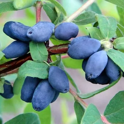 Жимолость съедобная ХОНЕЙ БИ  Жимолость съедобная ХОНЕЙ БИ в Петрозаводске