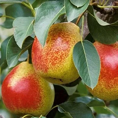 Груша ГОРНАЯ КРАСАВИЦА  Груша ГОРНАЯ КРАСАВИЦА в Петрозаводске