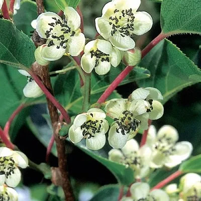 саженцы актинидии