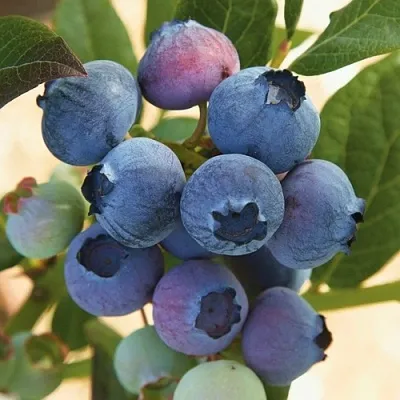 Голубика ОСОРНО в Петрозаводске