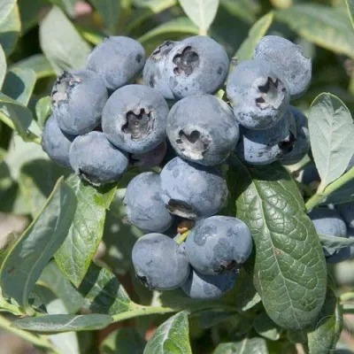 Голубика БРИГИТТА — описание сорта Голубика БРИГИТТА в Петрозаводске