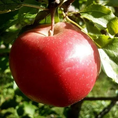 Яблоня НАСТЕНЬКА  Яблоня НАСТЕНЬКА в Петрозаводске