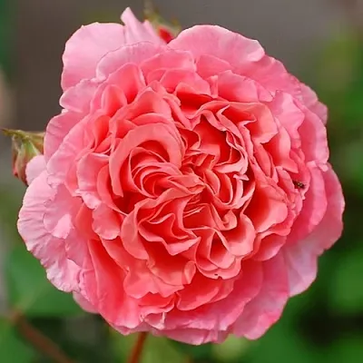 Саженцы роз ЛОРАН КАБРОЛЬ шраб  Саженцы роз ЛОРАН КАБРОЛЬ шраб в Петрозаводске