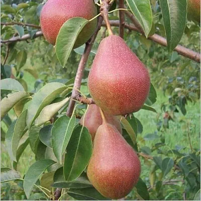 Груша РУМЯНАЯ КЕДРИНА  Груша РУМЯНАЯ КЕДРИНА в Петрозаводске