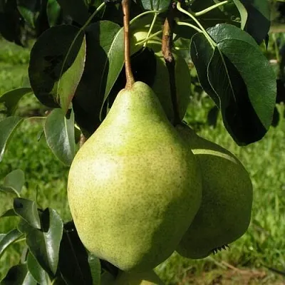 Груша МИНСКАЯ колонновидная  Груша МИНСКАЯ колонновидная в Петрозаводске