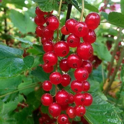 Смородина красная КОНСТАНТИНОВСКАЯ  Смородина красная КОНСТАНТИНОВСКАЯ в Петрозаводске