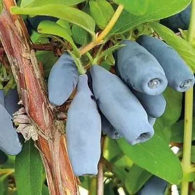 Жимолость съедобная ВОСТОРГ  Жимолость съедобная ВОСТОРГ в Петрозаводске