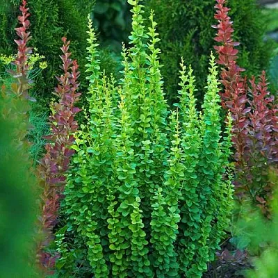 Барбарис ЭРЕКТА тунберга  Барбарис ЭРЕКТА тунберга в Петрозаводске