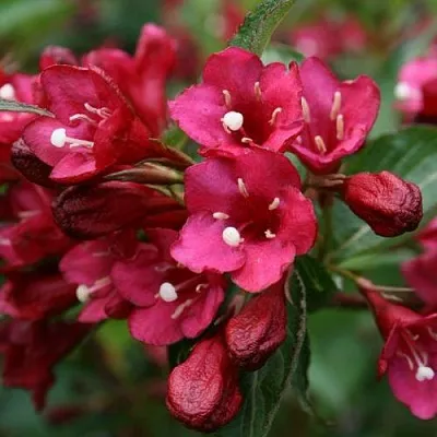 Вейгела ЕВА РАТКЕ  Вейгела ЕВА РАТКЕ в Петрозаводске